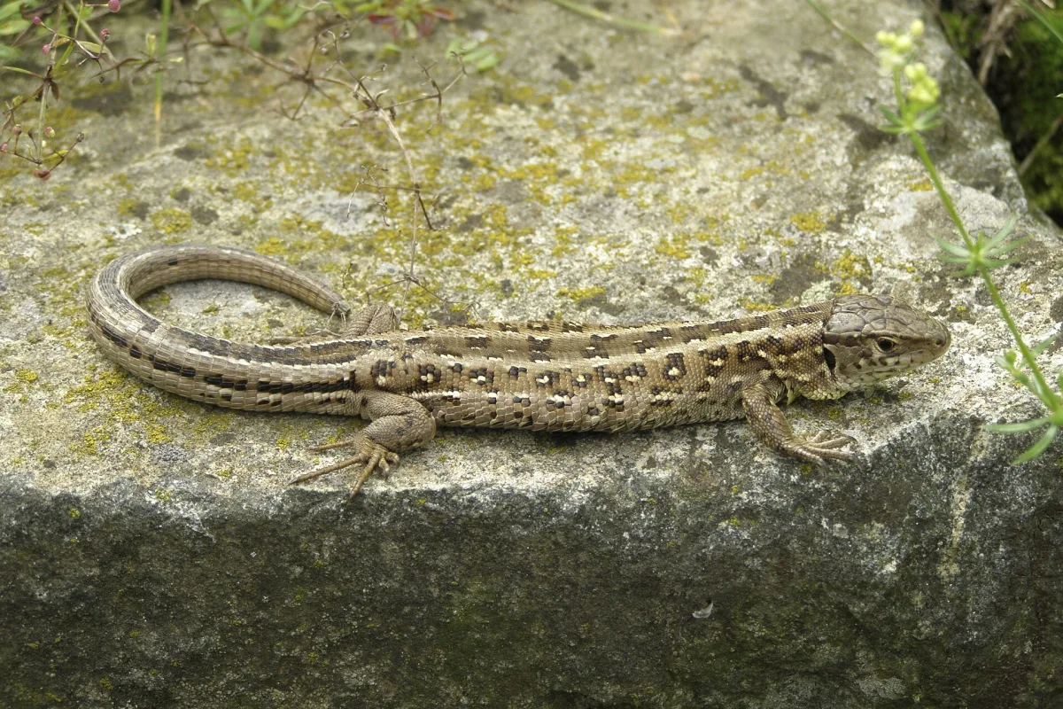 Прыткая ящерица на замшелом камне: бурые и серые пятна со светлыми полосками повторяют пестроту камня и лишайника. Пока она неподвижна, глаз с трудом собирает её силуэт. Фото: Krzysztof Mizera, CC BY-SA 3.0, Wikimedia Commons.